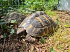 Zwei Griechische Landschildkröten Testudo Hermanni zu verkaufen